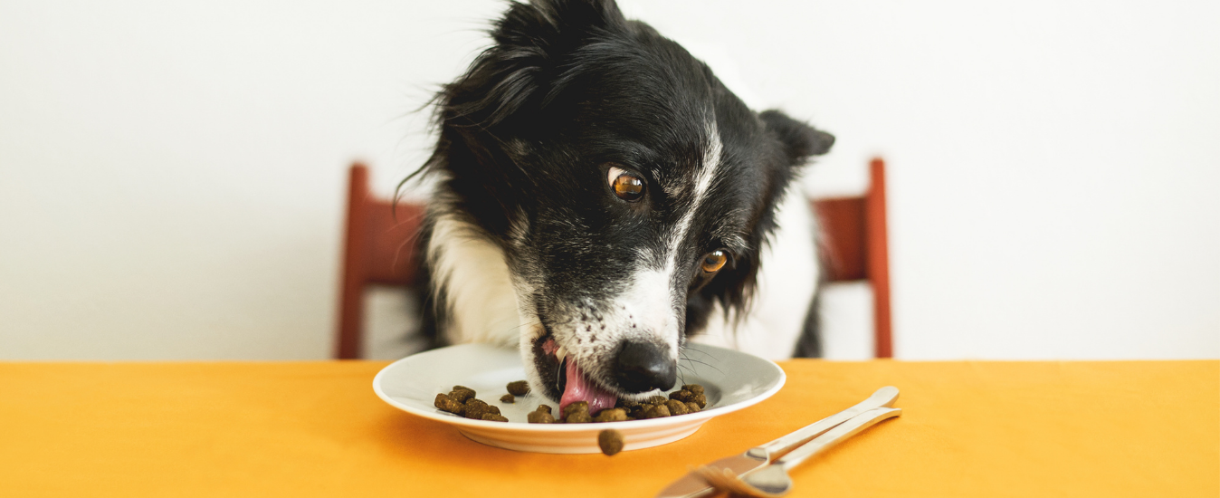 Pet food