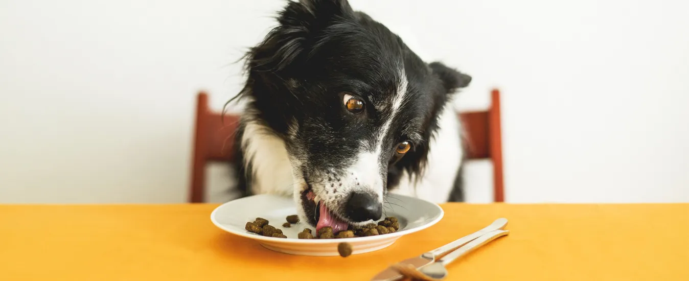 Pet food